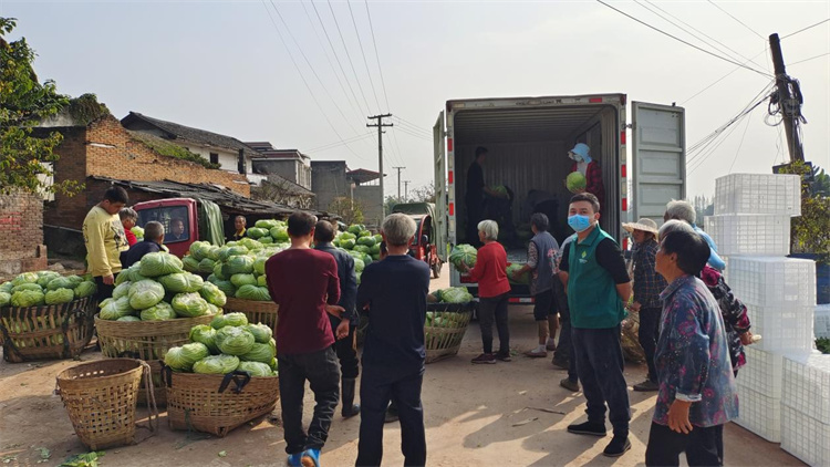 太阳成集团tyc234cc古天乐：破解滞销难题 帮农助销纾困